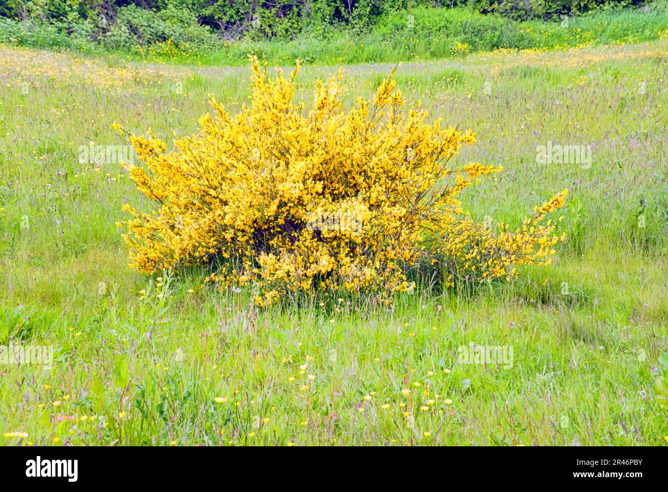 fiori di gorse gialli selvatici Foto Stock