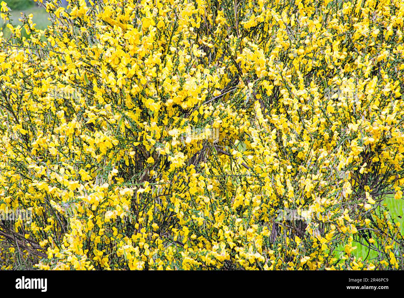 fiori di gorse gialli selvatici Foto Stock
