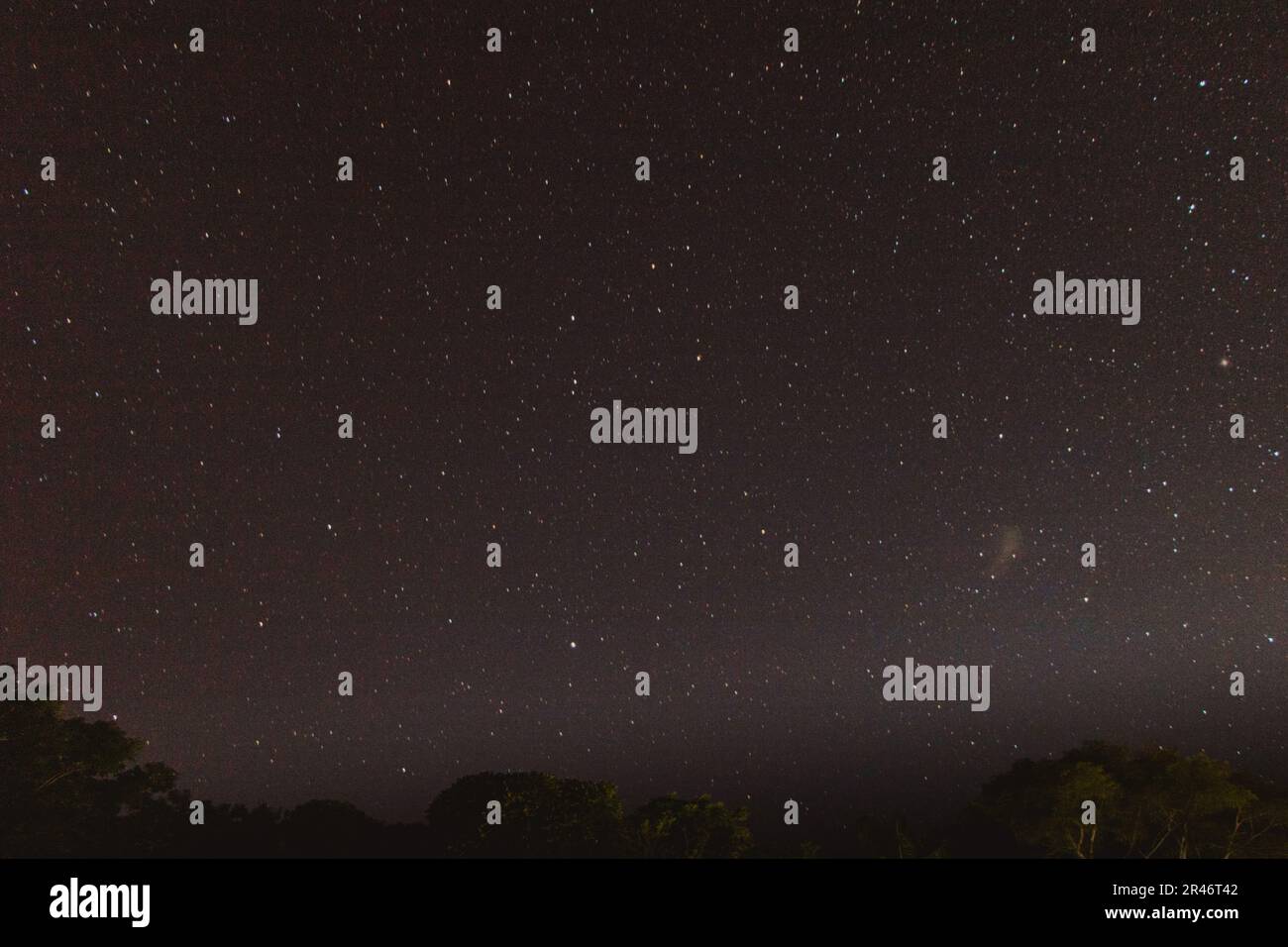 vista del cielo stellato nella foresta Foto Stock