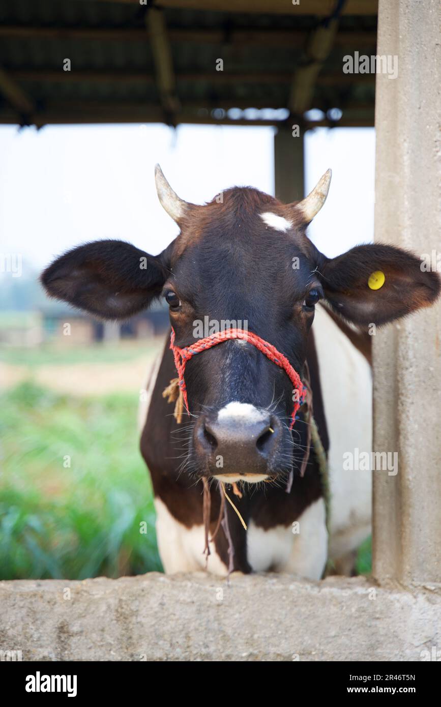Una vacca bianca e nera in piedi su un terreno di cemento di fronte ad un fienile. Foto Stock