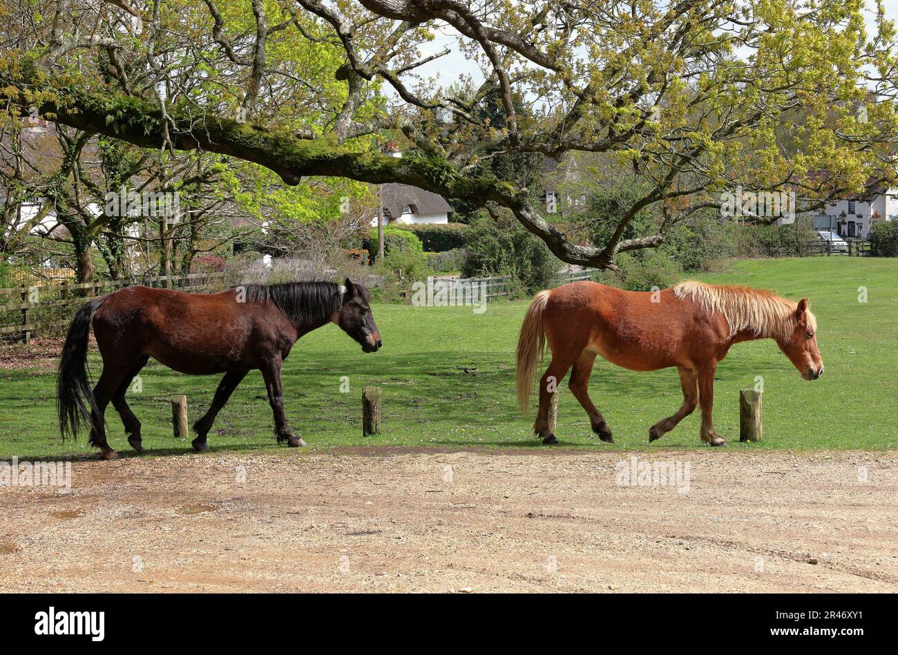 Pony Hardy New Forest camminando in linea Foto Stock