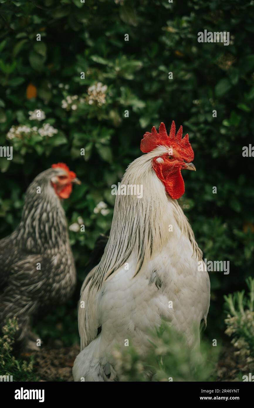Selvaggio gallo ed è partner Foto Stock