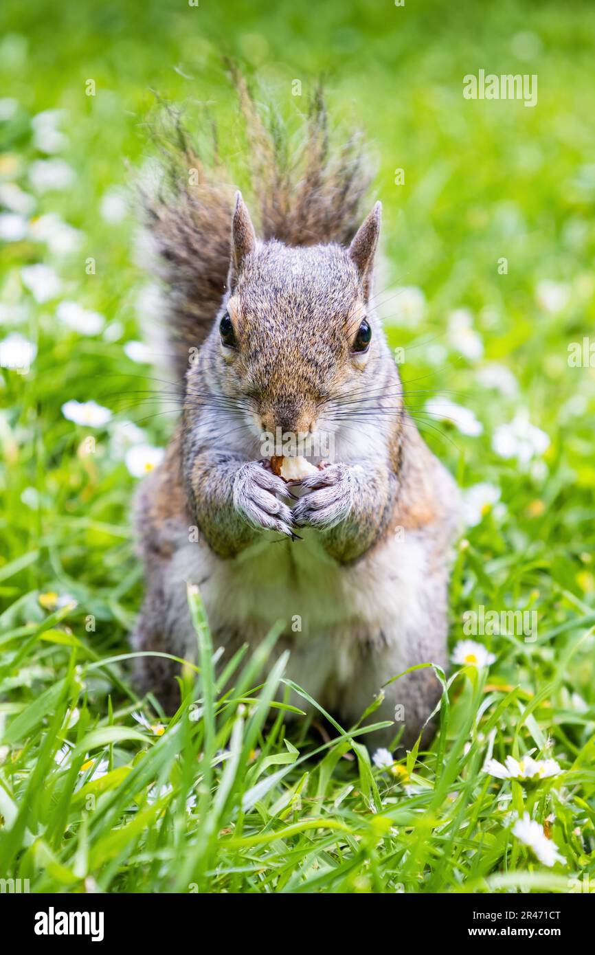 Uno scoiattolo grigio (Sciurus carolinensis) mangiare una mandorla e guardare alla macchina fotografica Foto Stock
