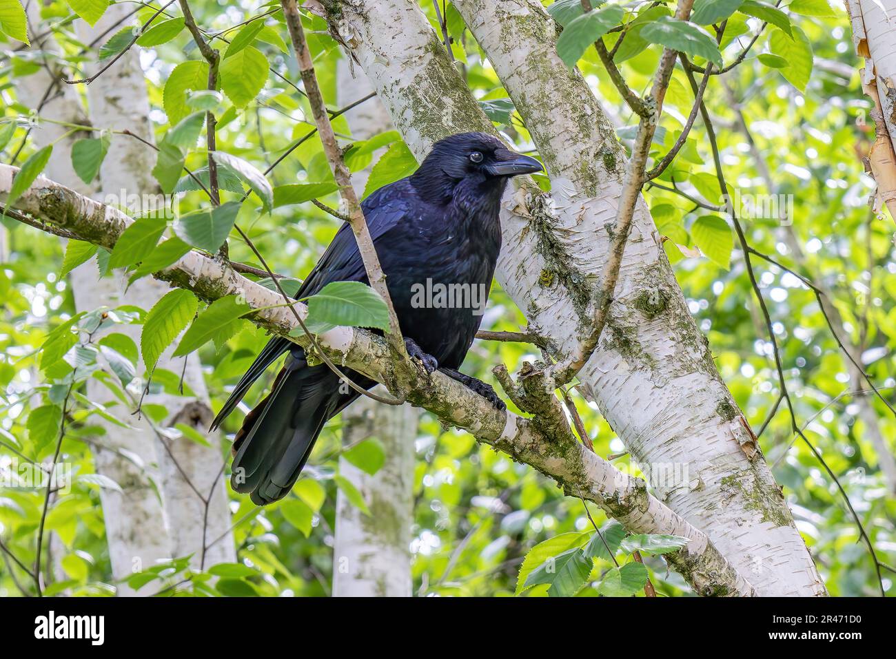 Raven settentrionale (Corvus corax) arroccato in un albero di ramo Foto Stock