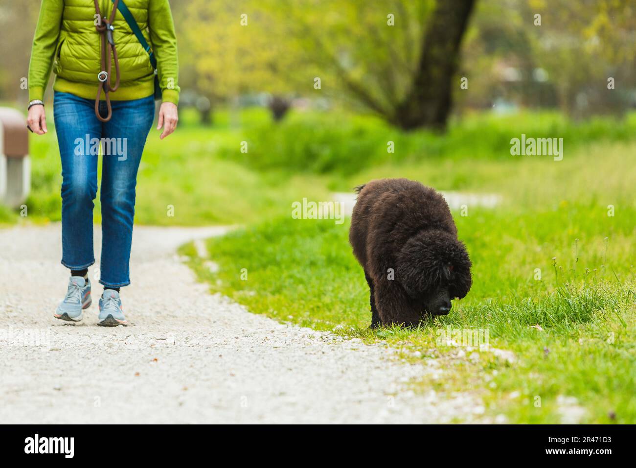 Cão de água Português al guinzaglio con il proprietario. Taglio che rende la ragazza irriconoscibile. Parco con sentiero e prato verde e luce del tramonto. Foto Stock