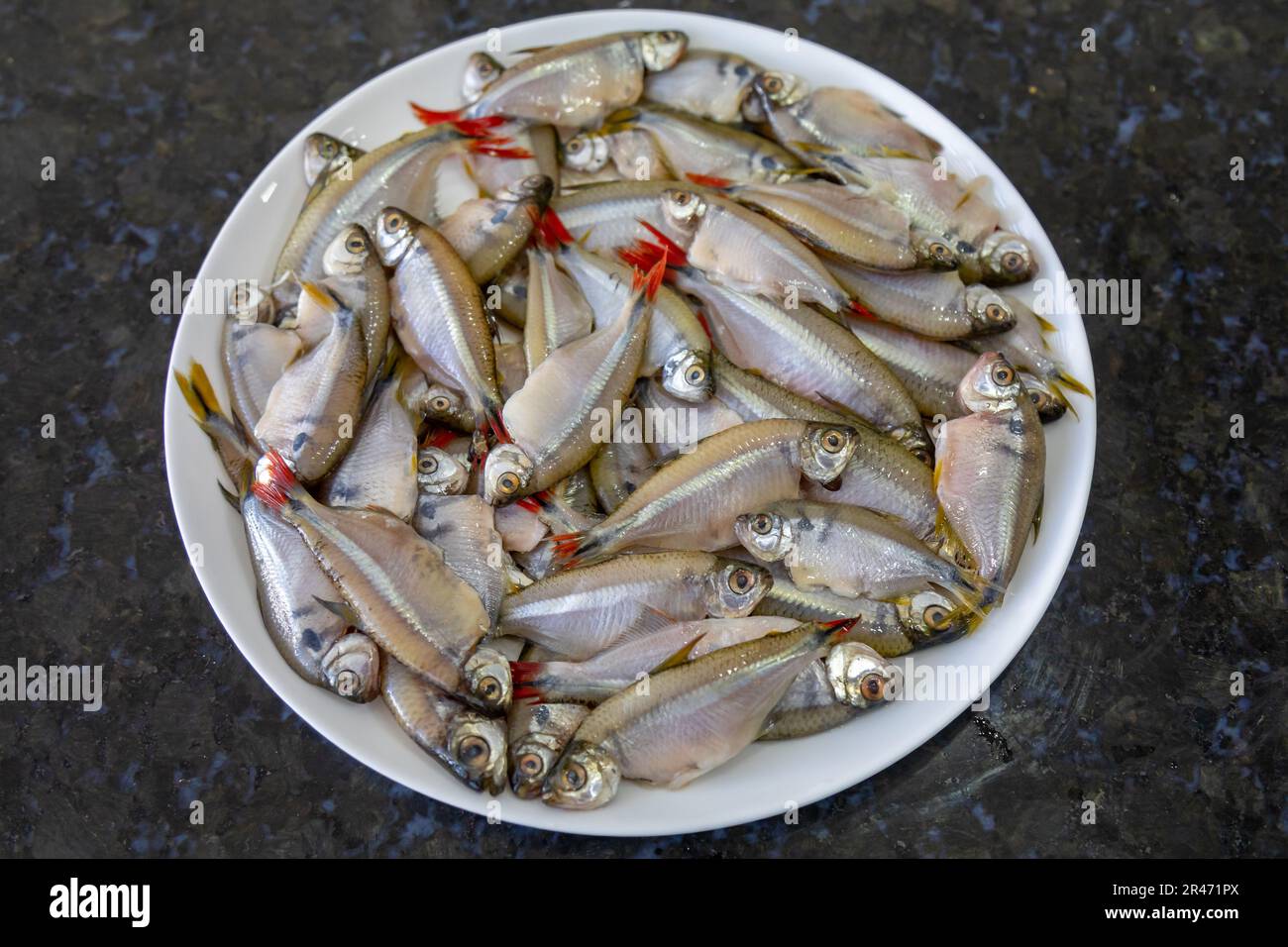 Fritto Lambari do Rabo Vermelho (Astyanax bimaculatus) pesce d'acqua dolce tipico brasiliano Foto Stock