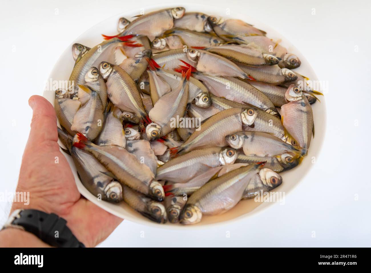 Fritto Lambari do Rabo Vermelho (Astyanax bimaculatus) pesce d'acqua dolce tipico brasiliano Foto Stock