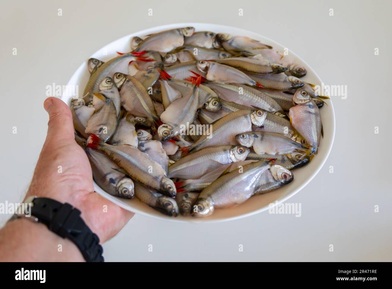 Fritto Lambari do Rabo Vermelho (Astyanax bimaculatus) pesce d'acqua dolce tipico brasiliano Foto Stock