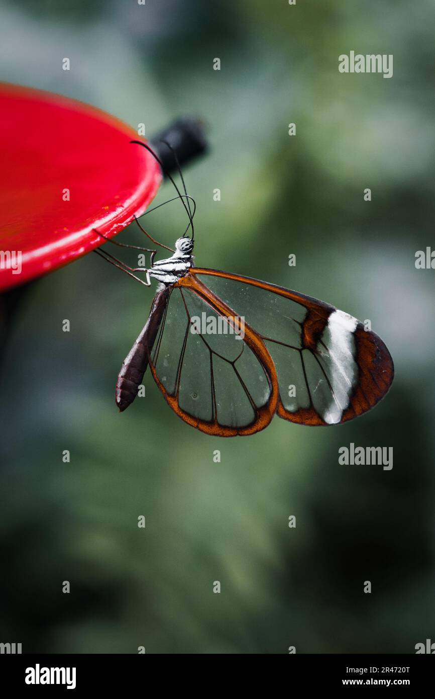Primo piano di una farfalla Glasswing (Greta oto) appollaiata su un alimentatore di uccelli rossi Foto Stock