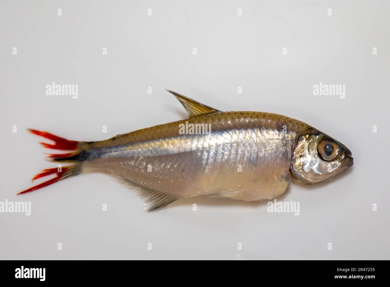 Fritto Lambari do Rabo Vermelho (Astyanax bimaculatus) pesce d'acqua dolce tipico brasiliano Foto Stock