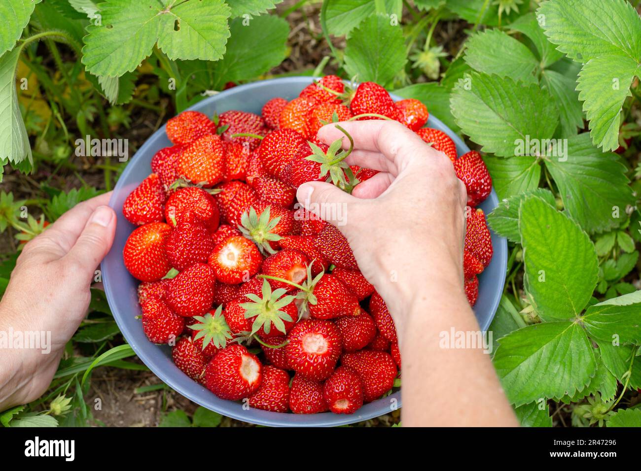 le mani femminili con un recipiente grande riempito di fragole rosse mature su uno sfondo di fogliame verde. Raccolta di bacche. Foto Stock