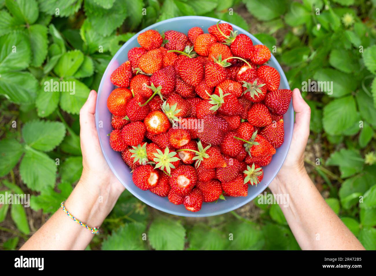 le mani femminili con un recipiente grande riempito di fragole rosse mature su uno sfondo di fogliame verde. Raccolta di bacche. Foto Stock
