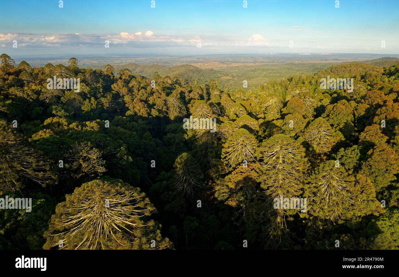 Bunya Mountains National Park nel Queensland Australia, sezione del Great Dividing Range coperta da antica foresta pluviale di conifere, vari legni inclusi Foto Stock