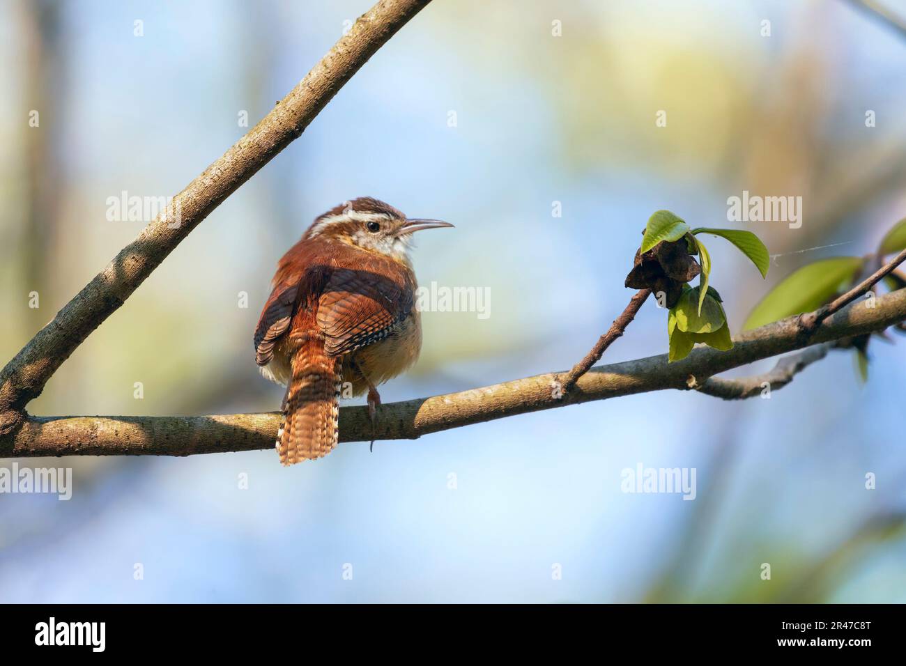 Carolina Wren (Thryothorus ludovicianus) seduto su un ramo di albero. Chesapeake e Ohio Canal National Historical Park. Maryland. STATI UNITI Foto Stock