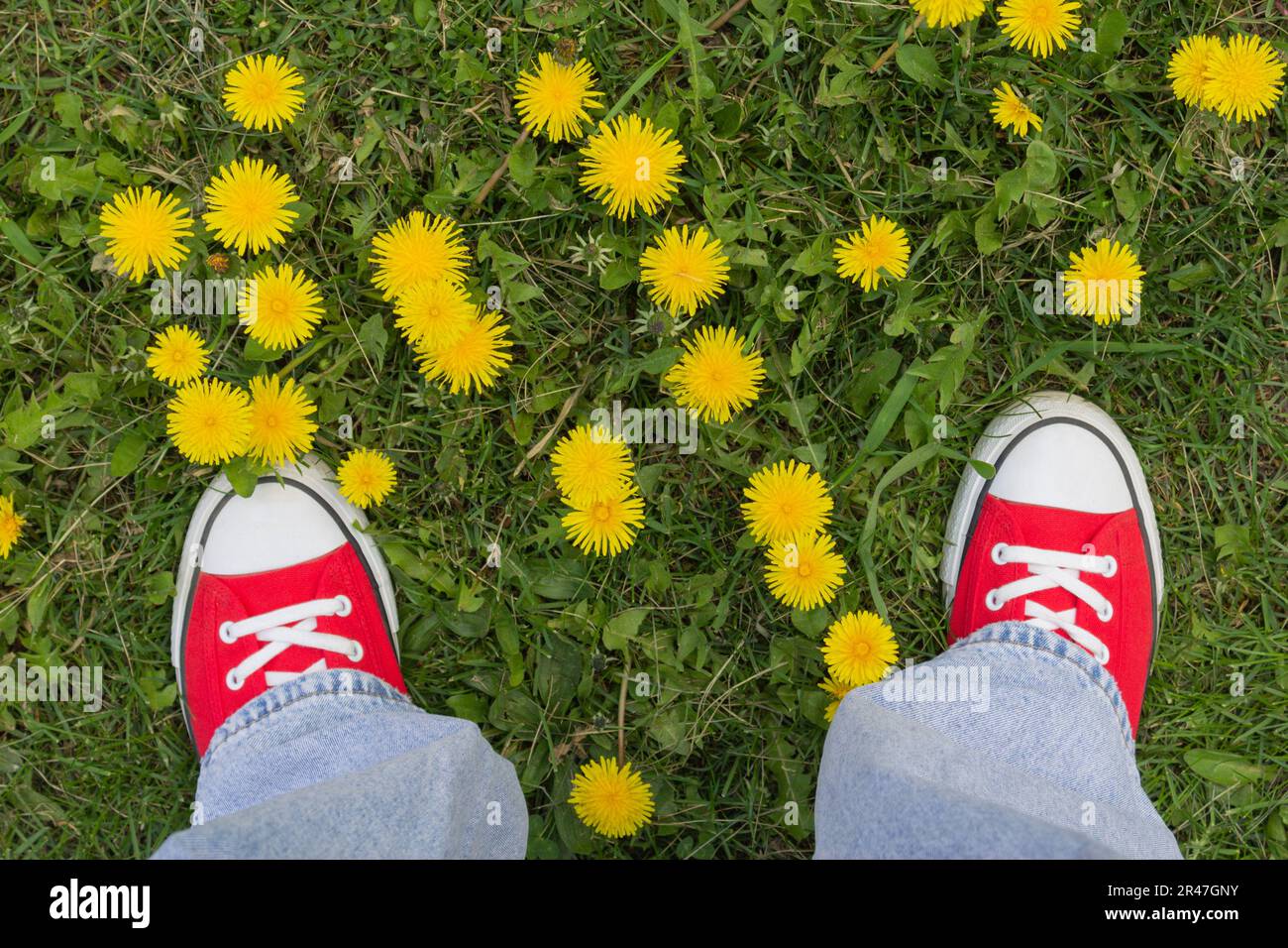 Gambe in sneaker rosse primo piano sull'erba con dente di leone giallo. Foto Stock