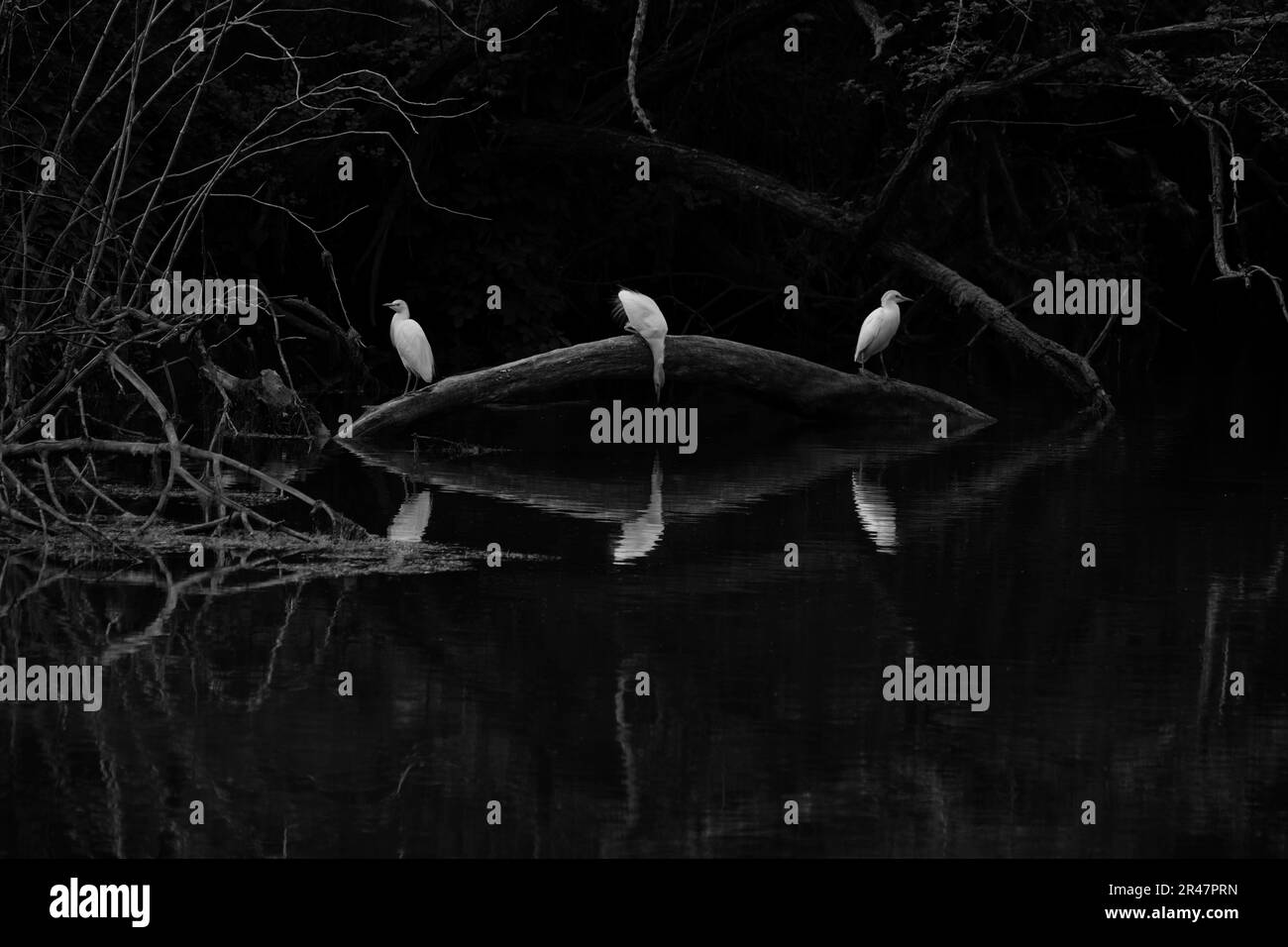 Tre uccelli su un ramo che riflette nell'acqua Foto Stock