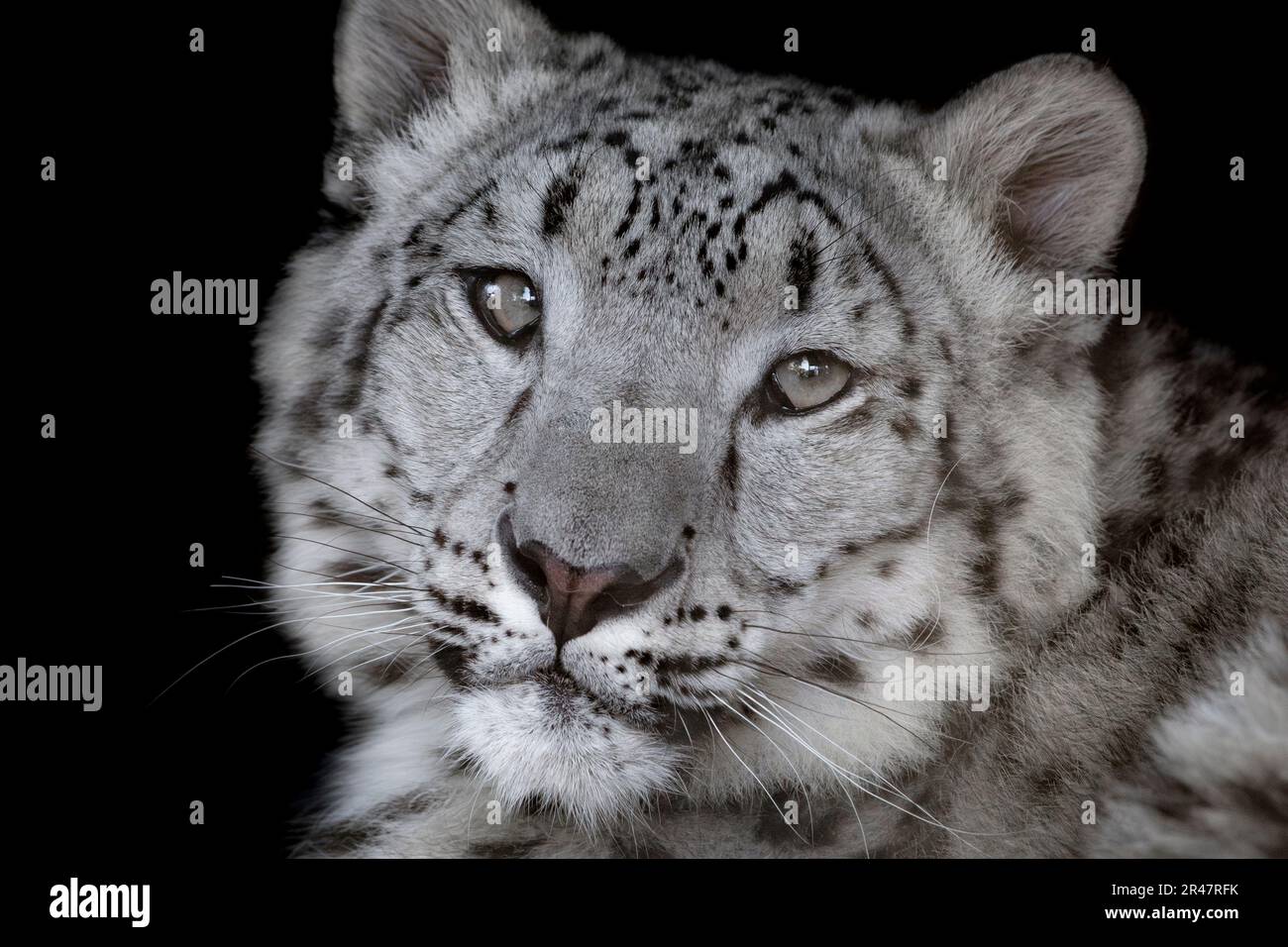 Giovani femmine snow leopard guardando nella telecamera Foto Stock