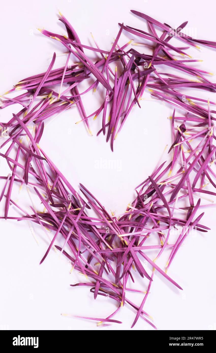 La forma del cuore grande con il centro dello spazio del testo è fatta di petali di fiori rosa viola magenta sparsi. Bordi irregolari e linee incrociate formano l'oggetto. Foto Stock