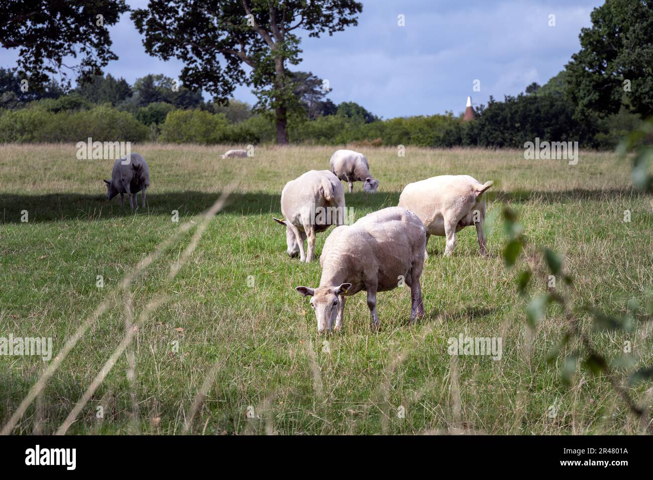 Shorn pecora in un campo a Wealden, Inghilterra sudorientale Foto Stock