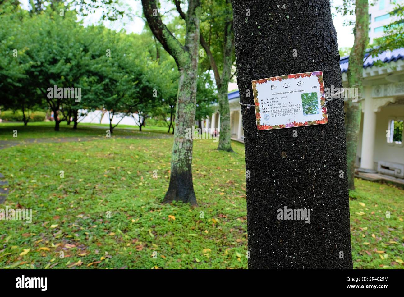 Nome botanico latino piatto e descrizione in cinese per Michela compressa, albero sempreverde della famiglia magnoliaceae, originario di Taiwan; a Taipei. Foto Stock