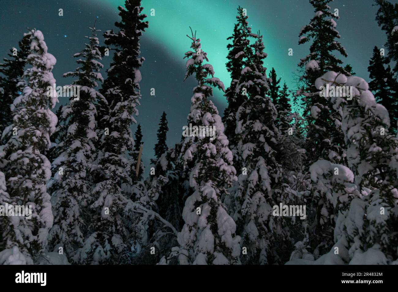 Sorprendente, sorprendente aurora boreale visto nel territorio dello Yukon, Canada settentrionale in autunno. Alberi, boschi e cielo verde. Foto Stock