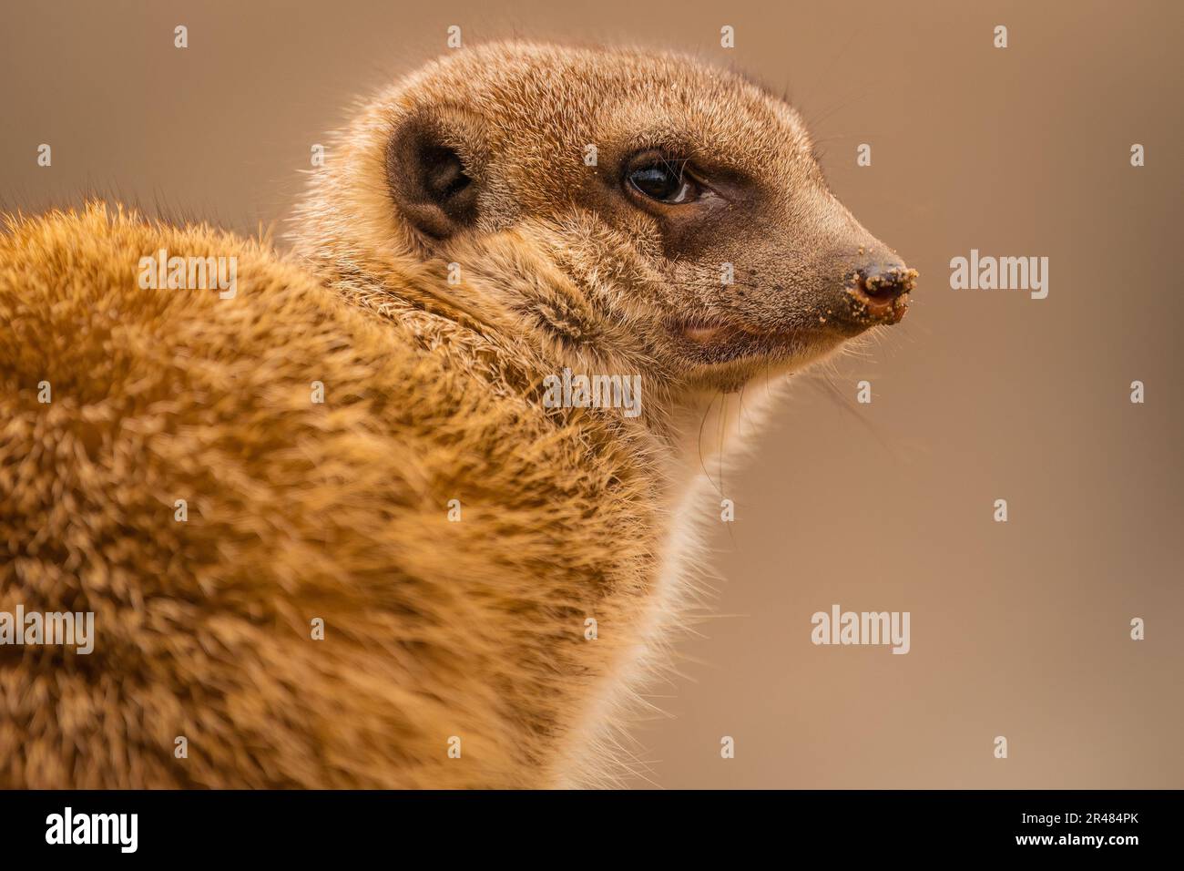 Un primo piano di un meerkat concentrato su un soggetto sconosciuto. Foto Stock