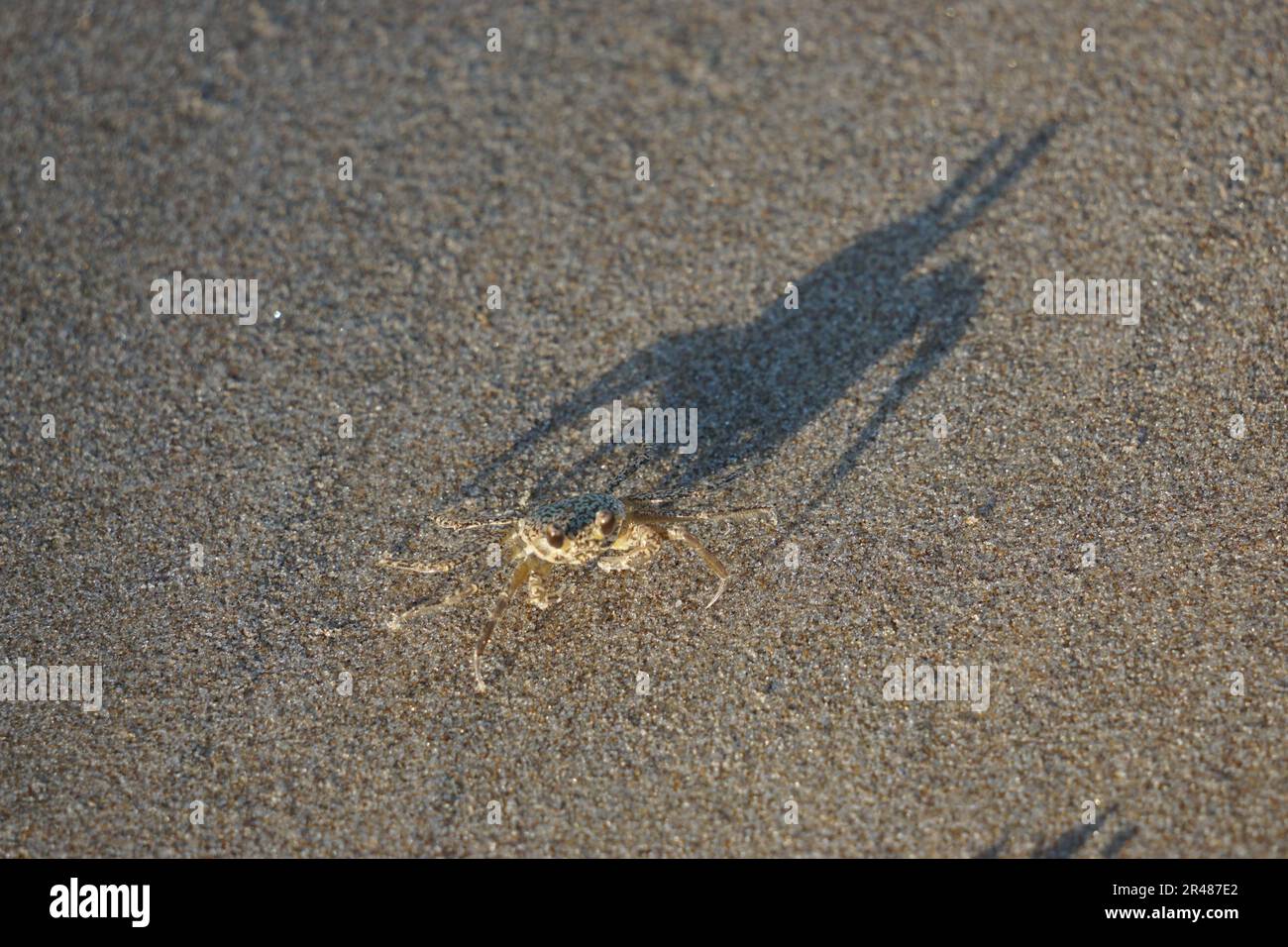 Un colpo ad angolo alto di un granchio macchiato che striscio intorno alla sabbia Foto Stock