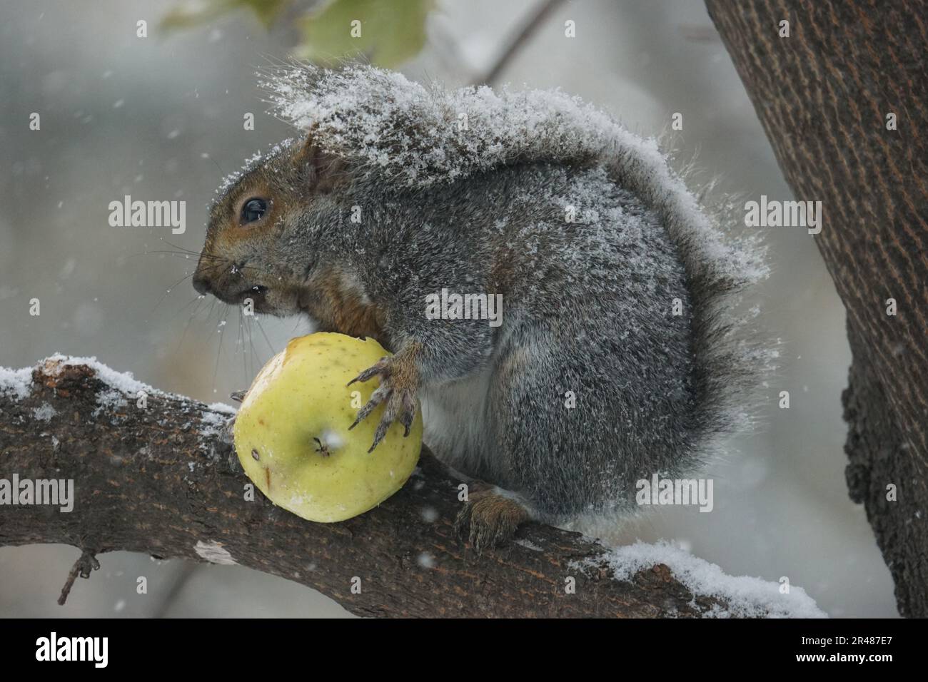 Un primo piano di uno scoiattolo soffice con una mela su un ramo sotto nevicate Foto Stock