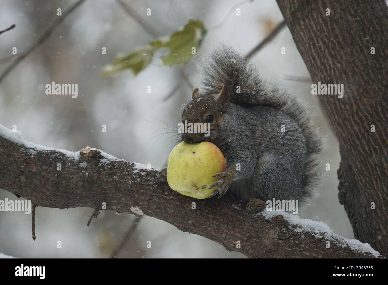 Un primo piano di uno scoiattolo soffice con una mela su un ramo sotto nevicate Foto Stock