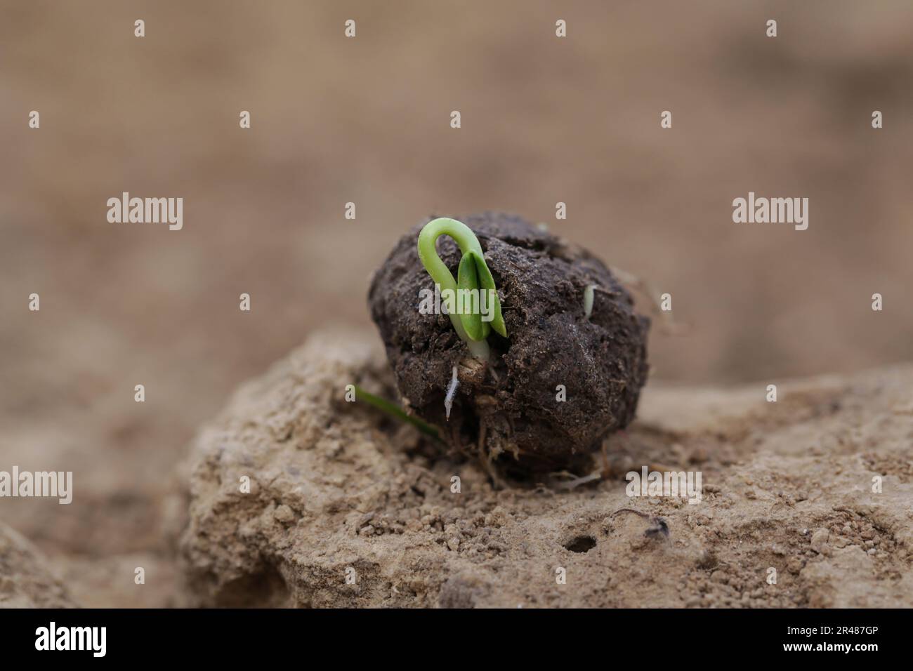 Piante germogliano da una palla di germogliazione. Bombe di seme su suolo asciutto. Guerrilla concetto di giardinaggio Foto Stock