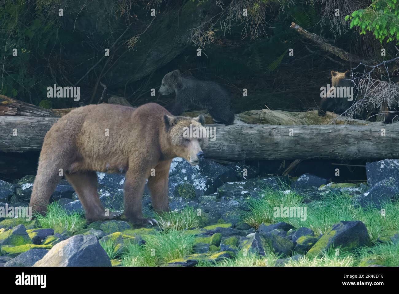 Grizzly sopporta la mamma con due cuccioli (coy) di circa 3-4 mesi che escono dalla foresta in Knight Inlet, territorio delle prime Nazioni, territori tradizionali di Foto Stock