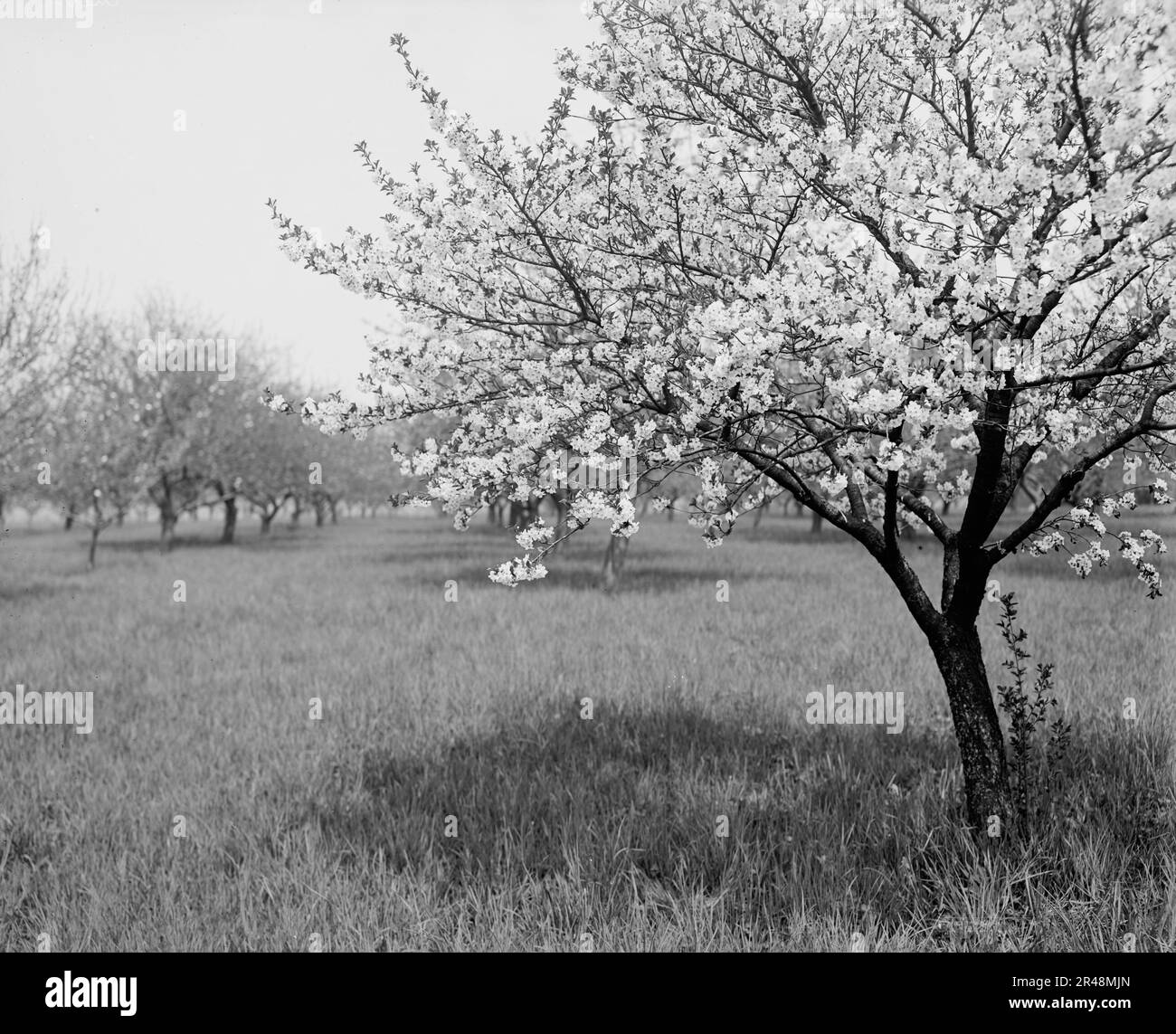 Amerique Albero Artificiale Fiore Di Ciliegio Bianco Con Vaso - Tocco Naturale, Per Interni - 2