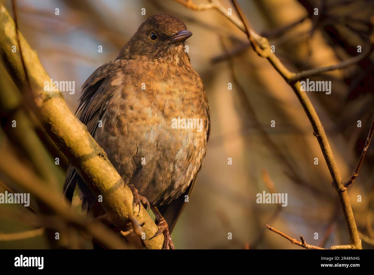 Un Blackbird marrone (Turdus merula) su un ramo di albero in un ambiente lussureggiante foresta Foto Stock