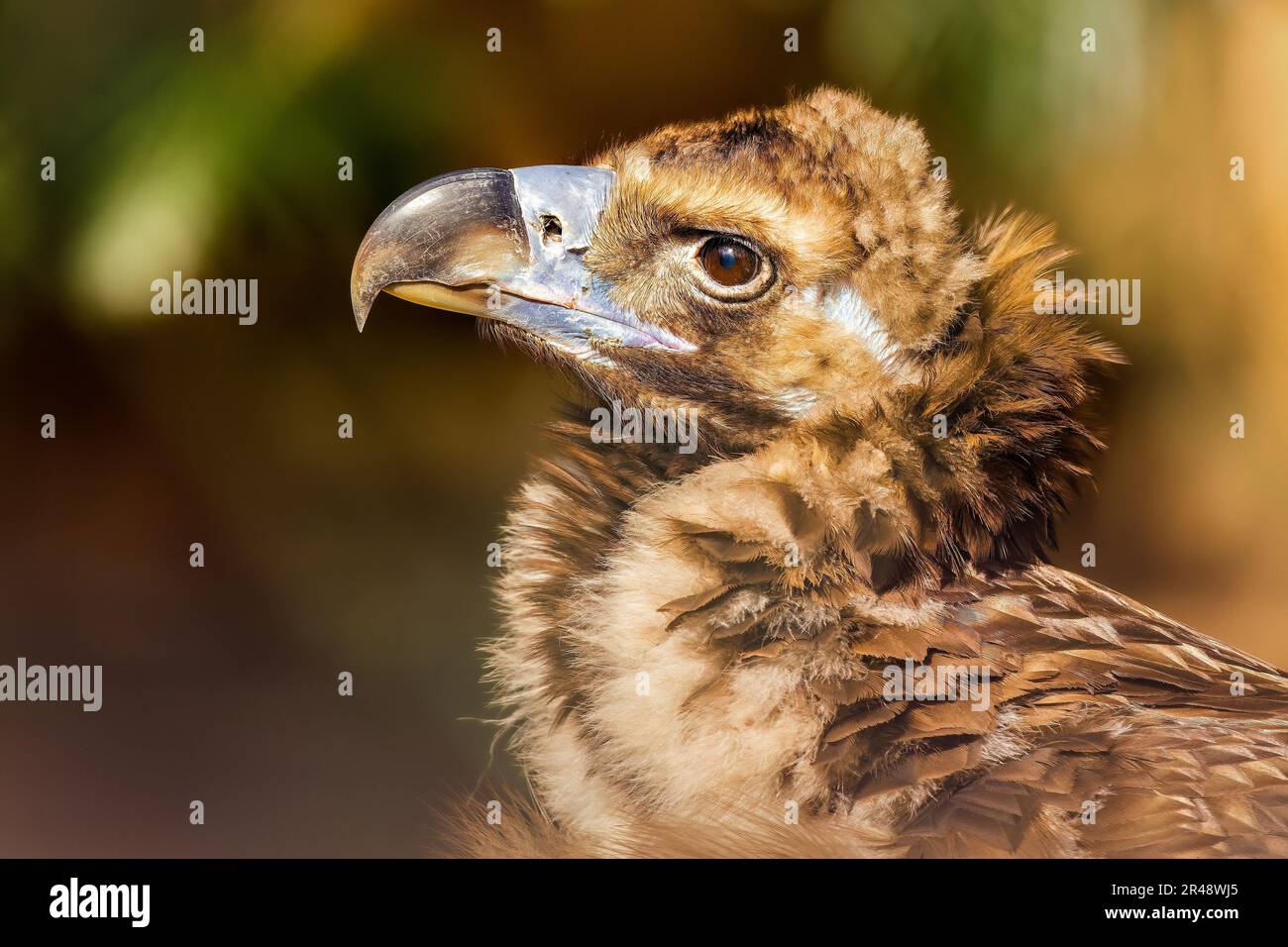 Un primo piano di un uccello avvoltoio in profilo. Foto Stock