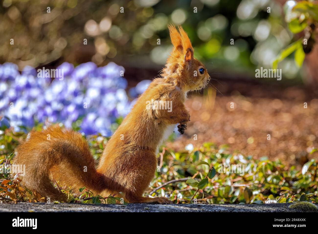 Uno scoiattolo in piedi in un campo di fiori blu Foto Stock