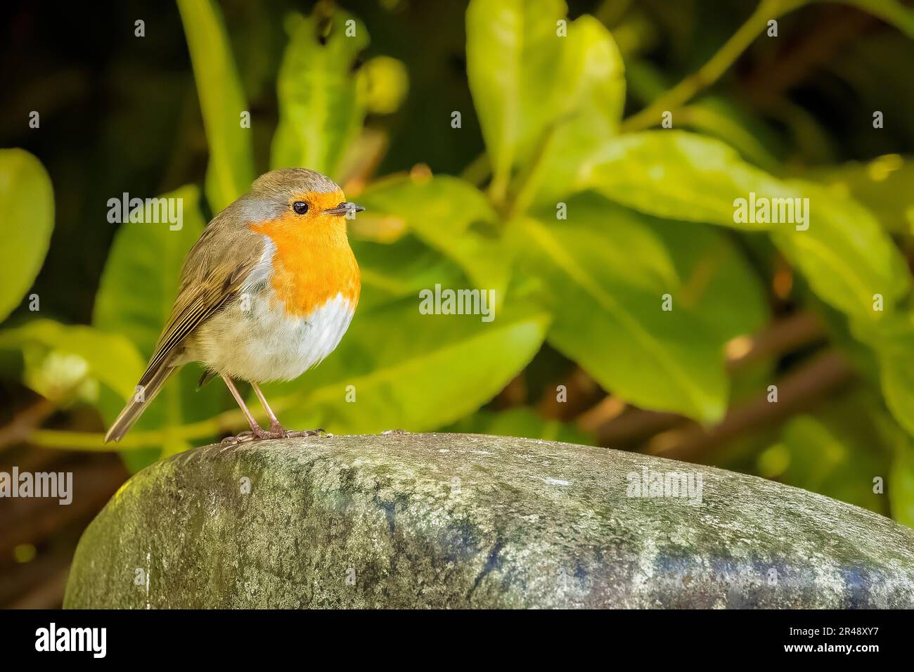 Un ladino europeo che si aggirava sulla roccia Foto Stock