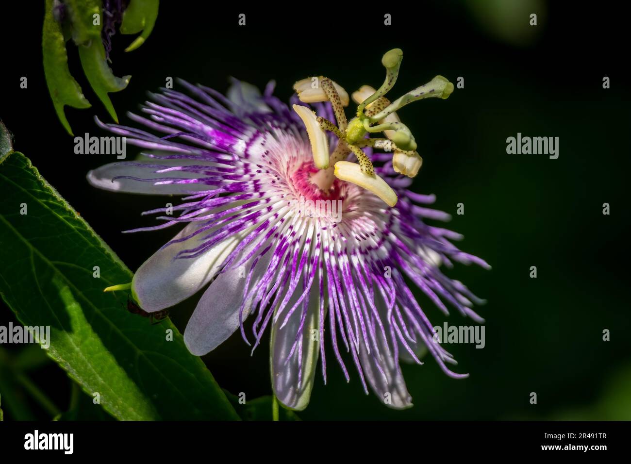 Primo piano di un fiore della Passione Viola o di una fioritura Maypop (Passiflora incarnata). Raleigh, North Carolina. Foto Stock