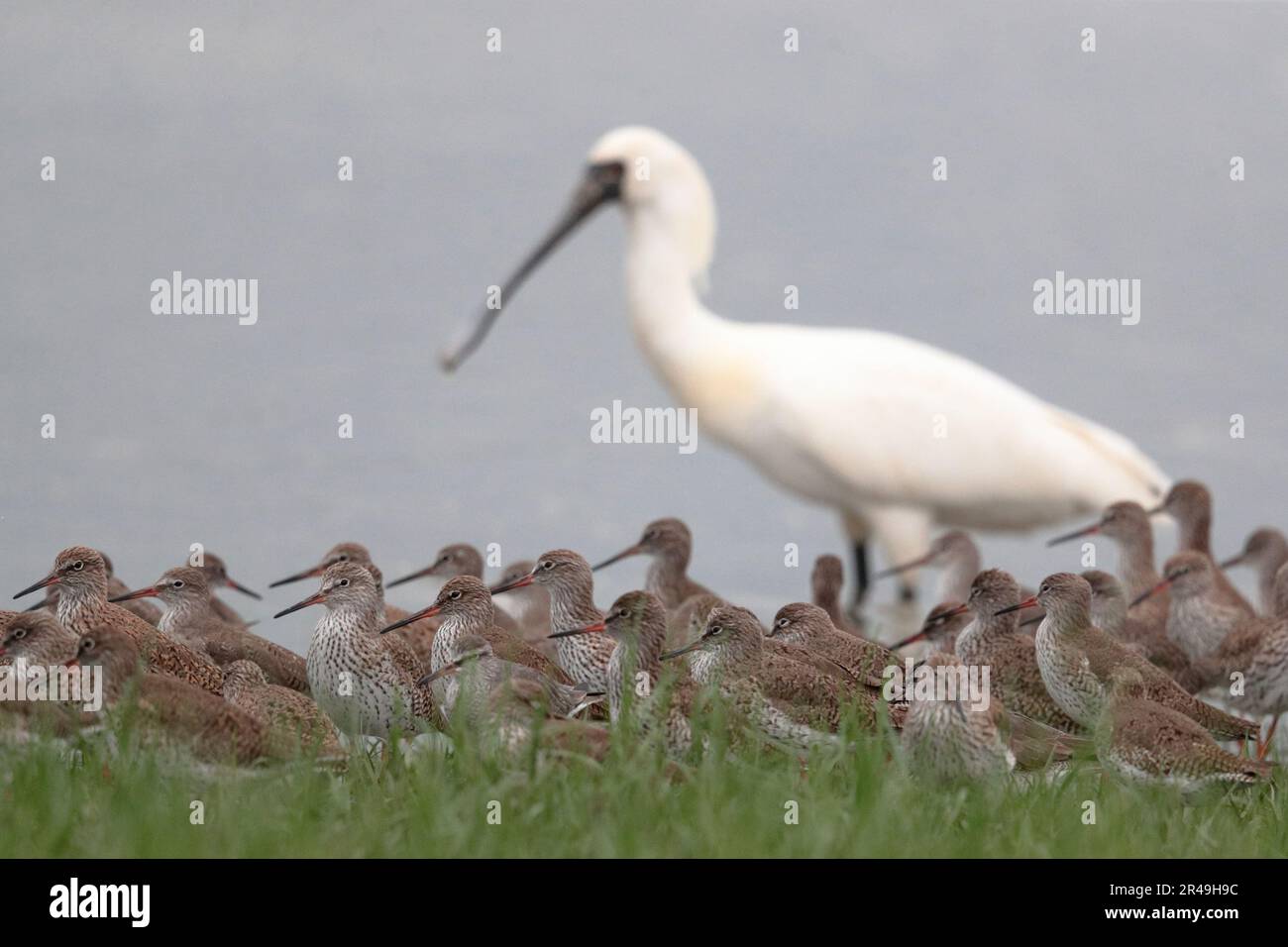 Flock of Common Redshank (Tringa totanus), in tideline, mai po Boardwalk, Hong Kong, Cina (con Spoonbill nero fuori fuoco) 19 aprile 2023 Foto Stock