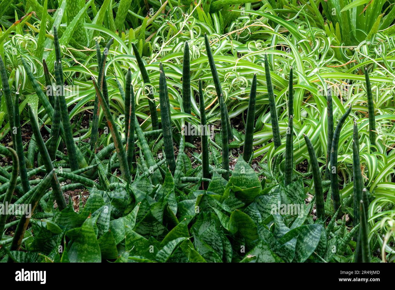 Sydney Australia, dracaena angolensis o pianta di serpente cilindrica originaria dell'Angola Foto Stock