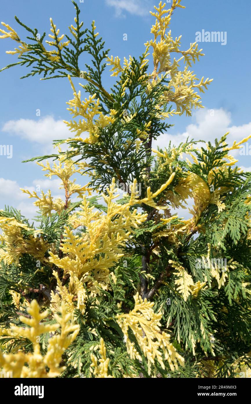 Xanthocyparis nootkatensis, Nootka Cypress, Chamaecyparis nootkatensis "Argenteovariegata", Alaska Cypress Foto Stock