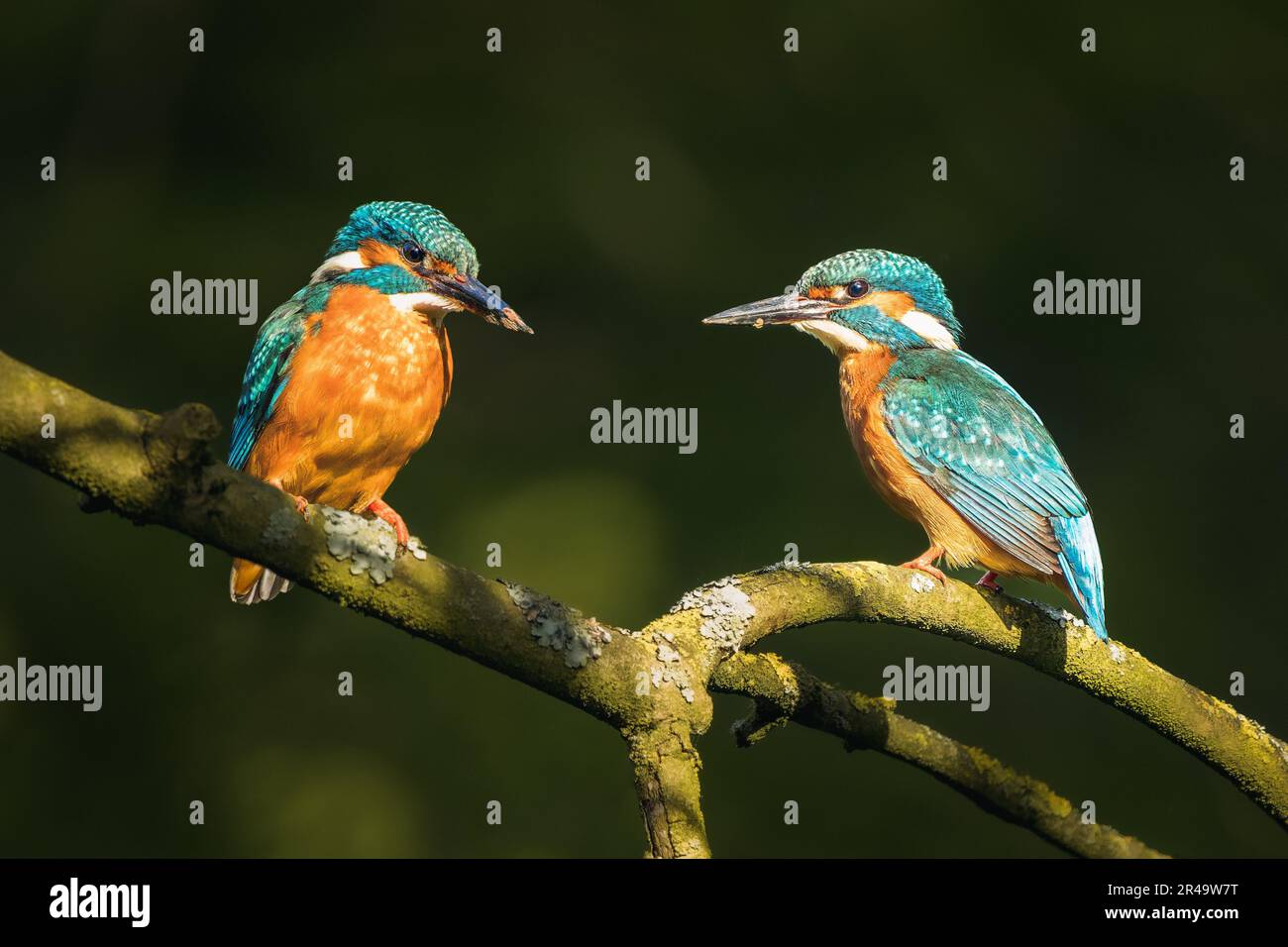 I due Martin pescatori con piume blu vibranti appollaiati su un ramo d'albero Foto Stock