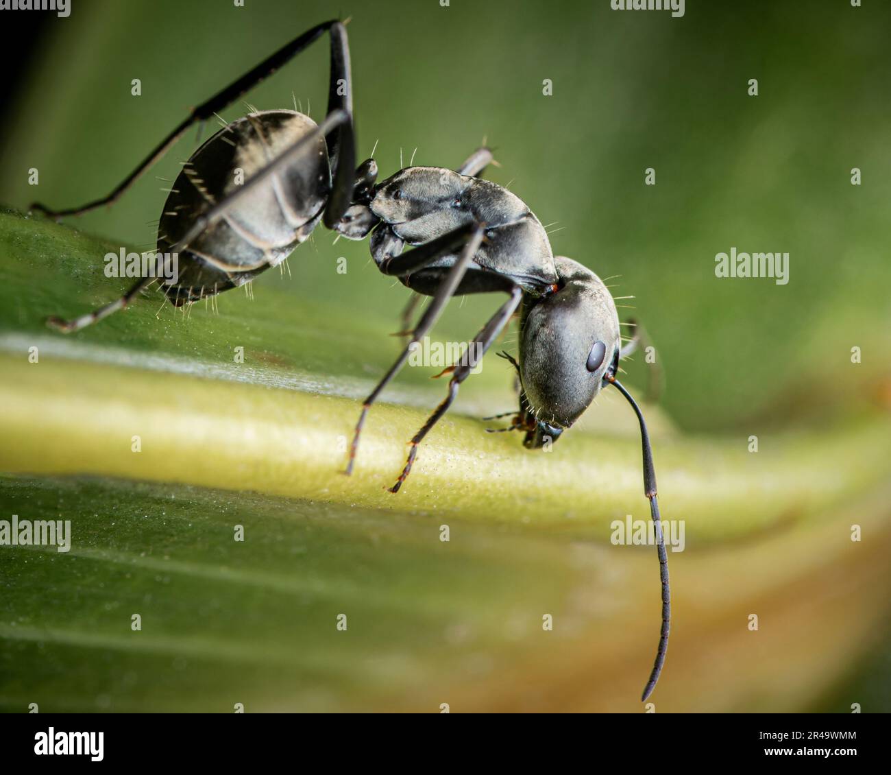 Primo piano su una formella nera sulla foglia verde in giardino, fuoco selettivo, foto di insetto. Foto Stock