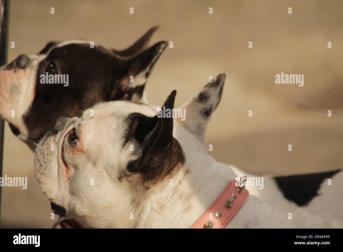 Due bulldog francesi che si trovano fianco a fianco, guardando nella stessa direzione con espressioni inquisitive Foto Stock