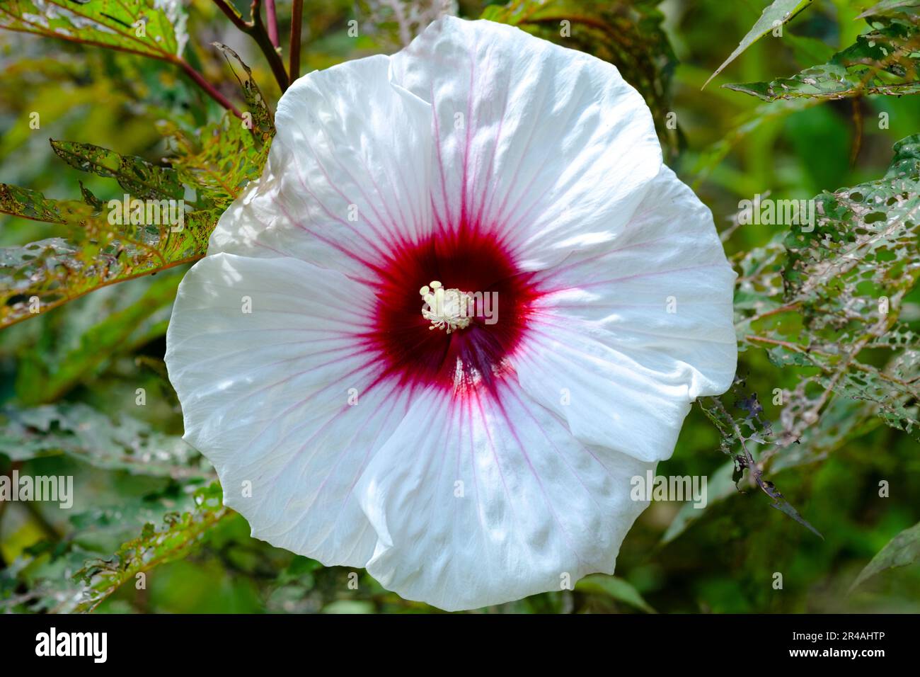 Un fiore vivace con petali bianchi e un centro rosa con polline rosse Foto Stock