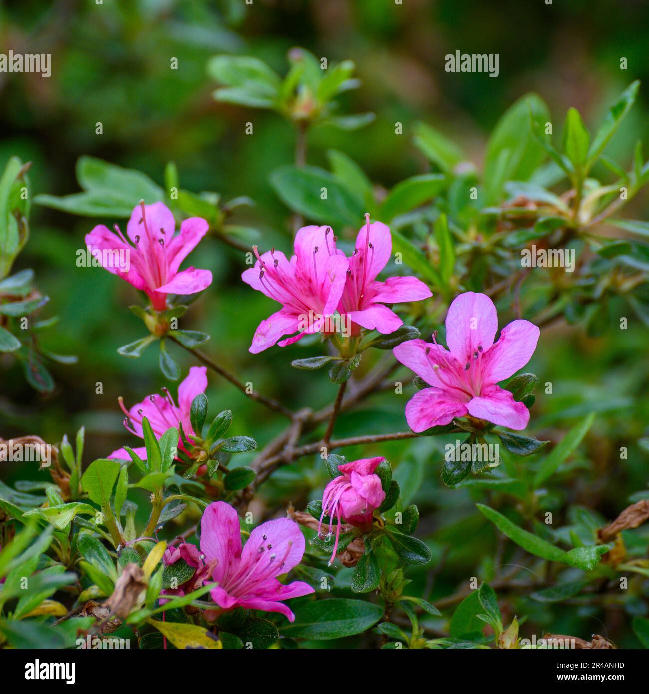 Kirishima azalea fiori e cespuglio a metà maggio 2023 Foto Stock