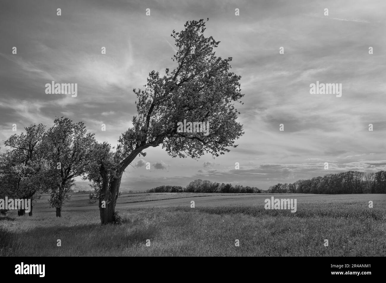 L'albero storto e il paesaggio primaverile nella regione di Mostviertel o nell'Alpenvorland nella bassa Austria in bianco e nero monocromatico Foto Stock