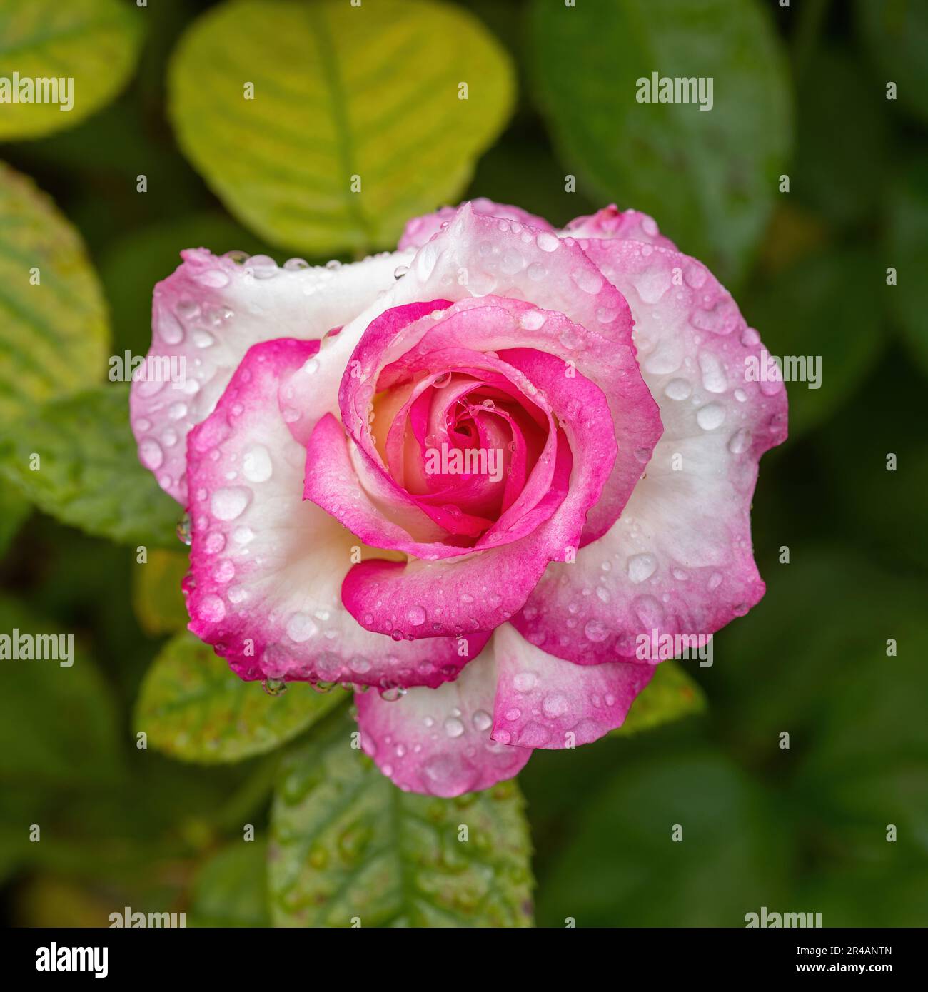 Miss congenialità grandiflora Rosa in fiore con il mastio del mattino Foto Stock