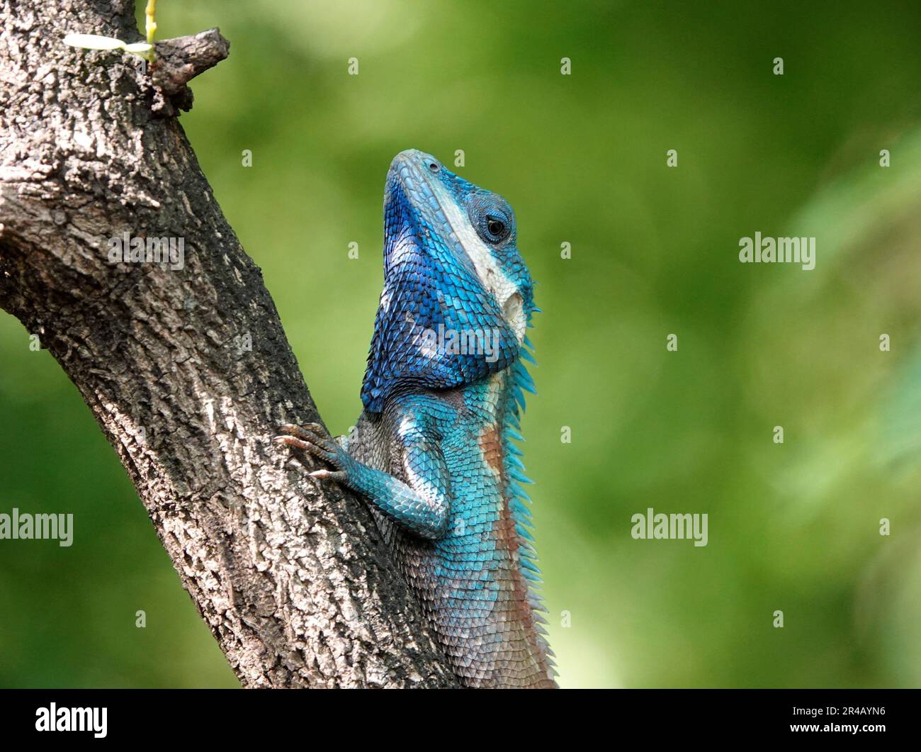 Primo piano di un rettile Calotes mystaceus appollaiato su un ramo in un habitat naturale Foto Stock
