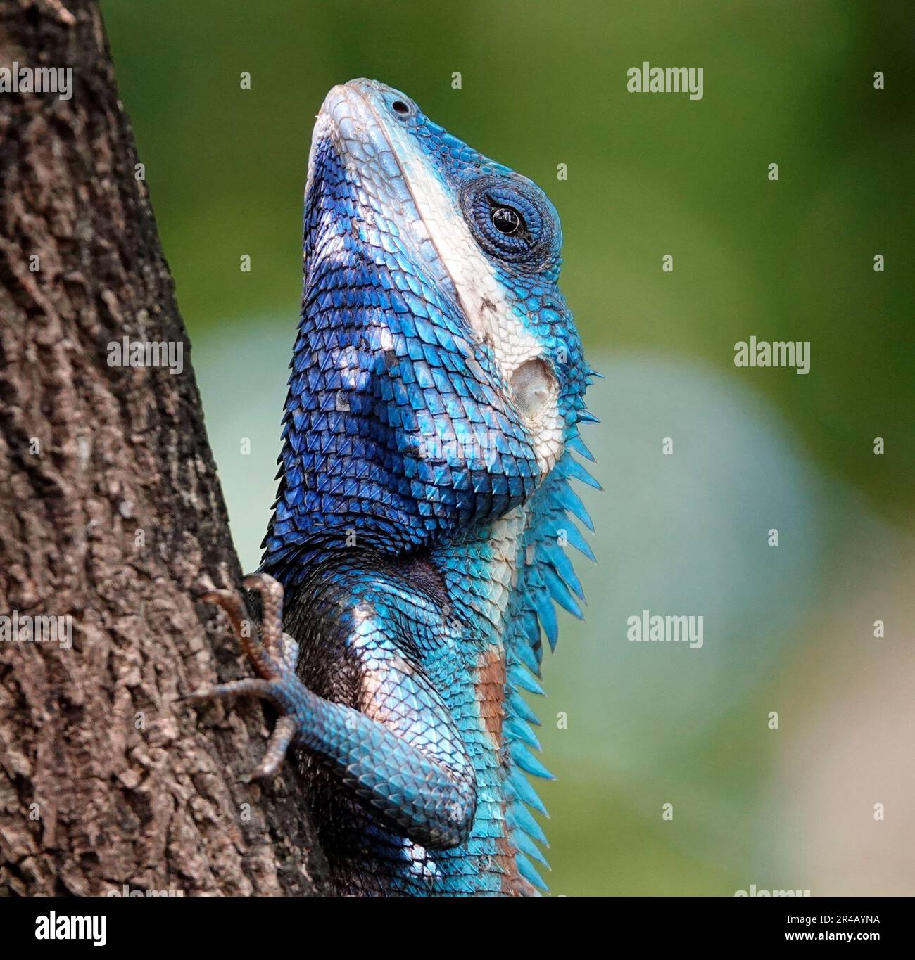Primo piano di un rettile Calotes mystaceus appollaiato su un ramo in un habitat naturale Foto Stock