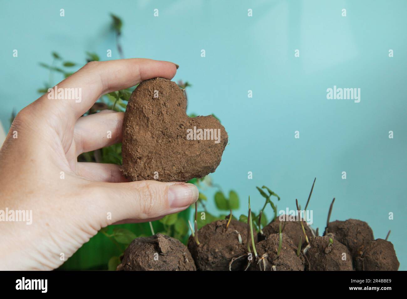Fare palline di semi. Cuori di verde. Donna è in possesso di palline di semi prodotti freschi o bombe di semi su sfondo blu. Spazio di copia Foto Stock